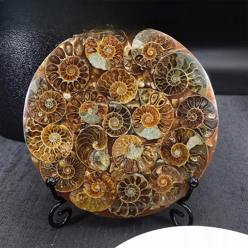 

Chrysanthemum stone snail plate fossil lucky tree ornament fossil slice home decoration teaching ornament