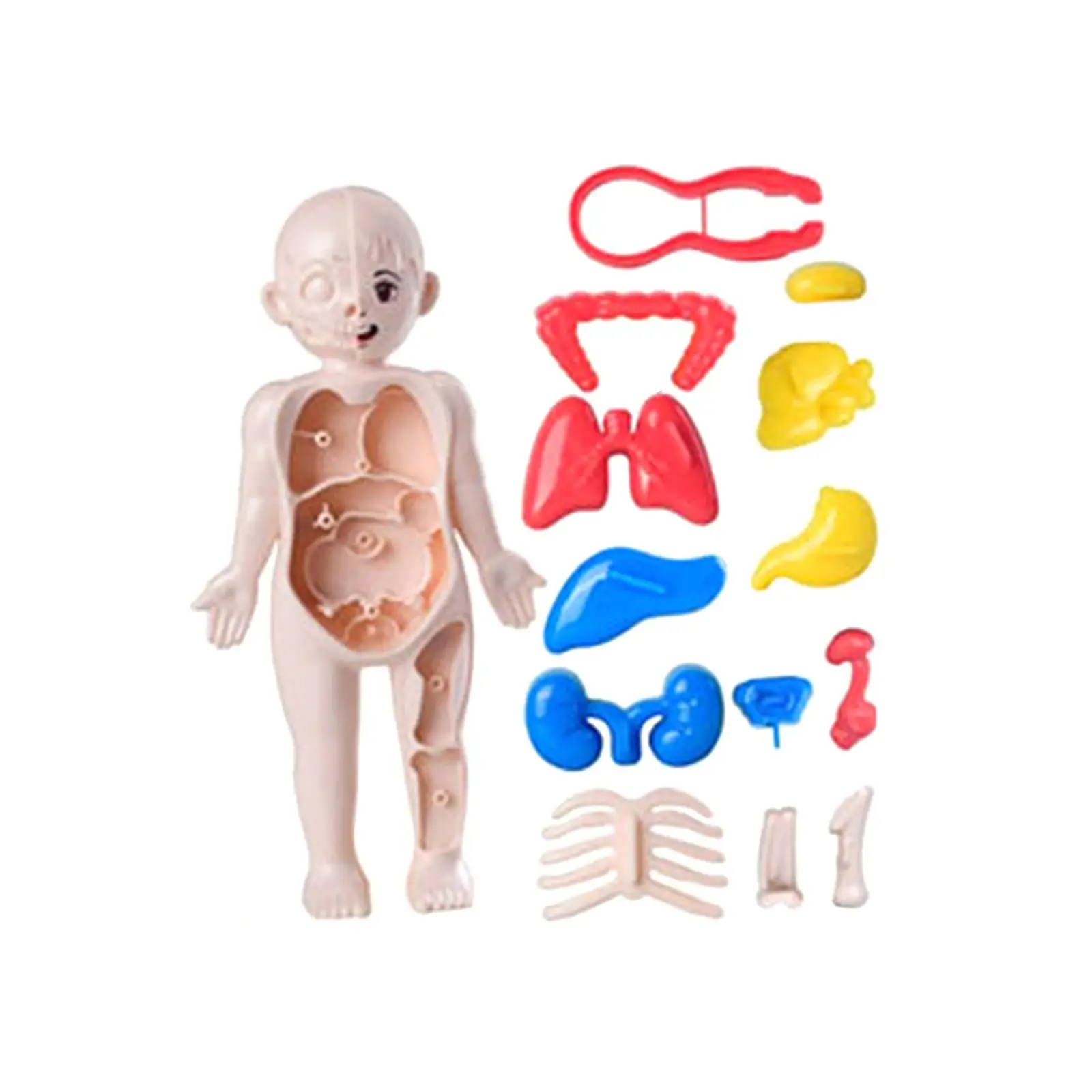 Human Body Puzzle for Kids Human Body Organ Awareness Teaching Play Set for Teaching Aid