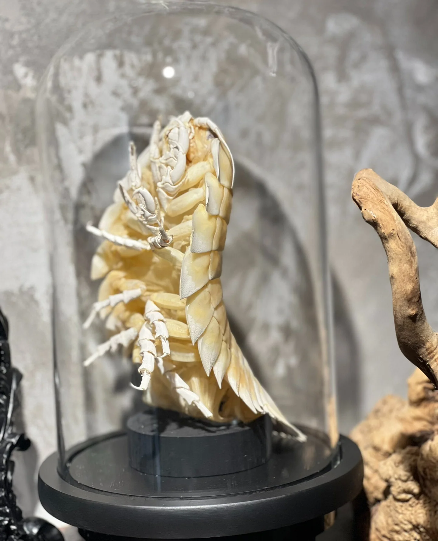 Bathynomus Giganteus Authentic Giant Isopod Specimen With Showcase Animal Taxidermy for Science Education Home Ornament Gifts