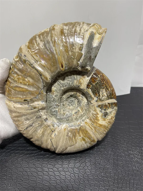 

3.3kg Rare Iridescent AMMONITE SHELL GEM SPECIMEN HEALING