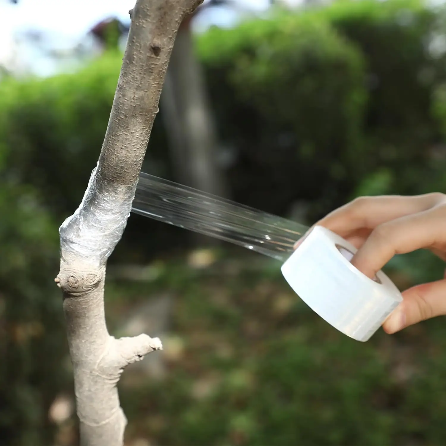 Bild 3: PE Flexible Pfropfbandfolie Selbstklebendes Gartenbaum-Rollenband zum Pfropfen von Bäumen Pflanzen Pfropfen Dehnbar