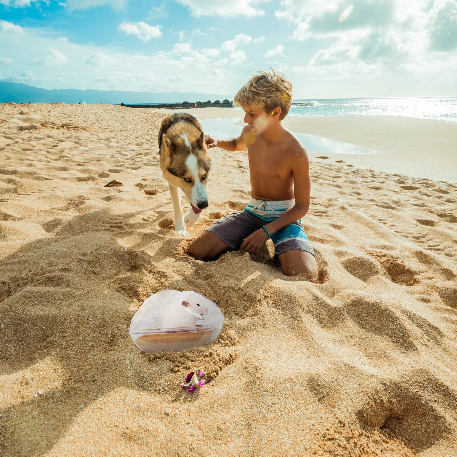 

1Pcs Hamster Bath Basin Transparent Small Pet Bathing Tub Sturdy Creative Hamster Supplies Guinea Pig Bath Basin