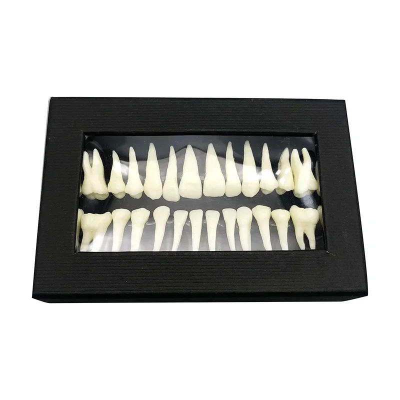 

Full Mouth Tooth Model Dental Oral Monochrome Permanent Tooth Model with Root Simulated Tooth Model