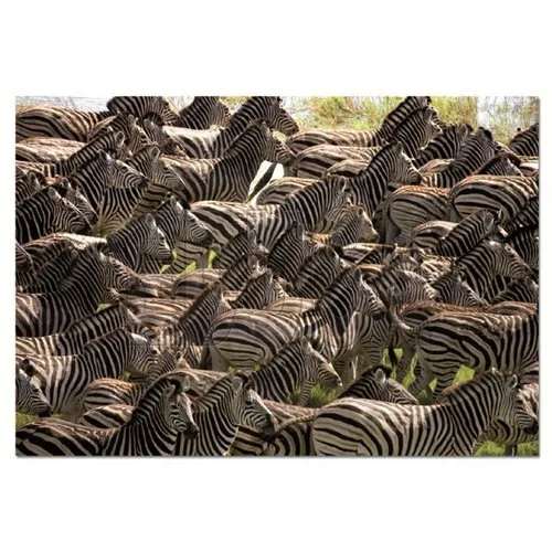 Educa Puzzle Herd Of Zebras (500 Piece)