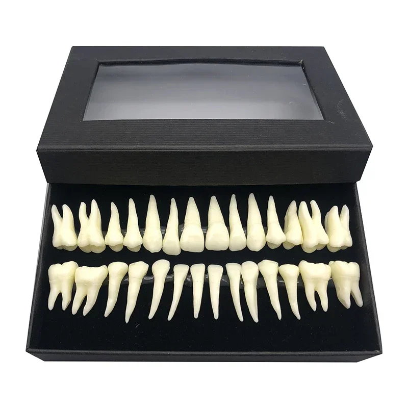 1:1 Dental Implant Dentist Practice Product teeth model Dental demonstration permanent 28 teeth teach study model