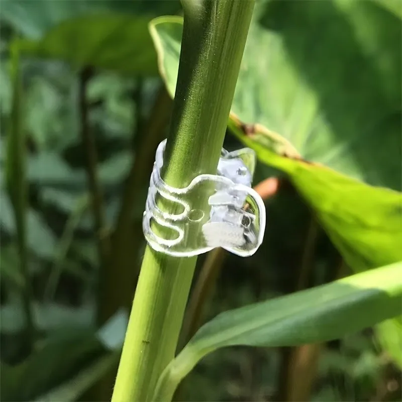 75Pcs Clear 6-Claw Orchid Clips, Orchid & Vine Fixing for Climbing, Garden Grafting Fixer