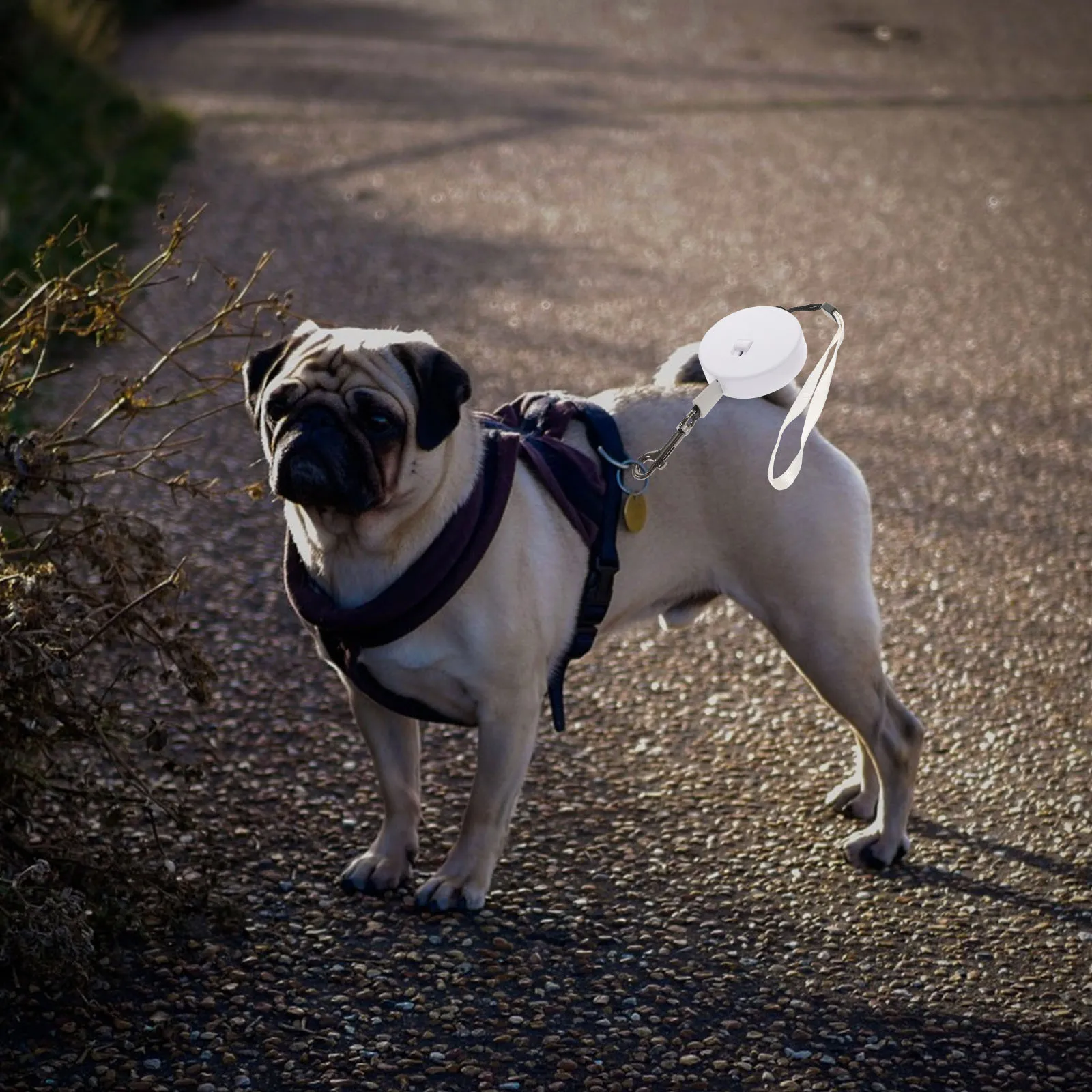 

Dog Retractable Leash for Medium Dogs Adjustable Traction Rope Wear-Resistant Comfortable Handle Secure Hook for Outdoor Walking