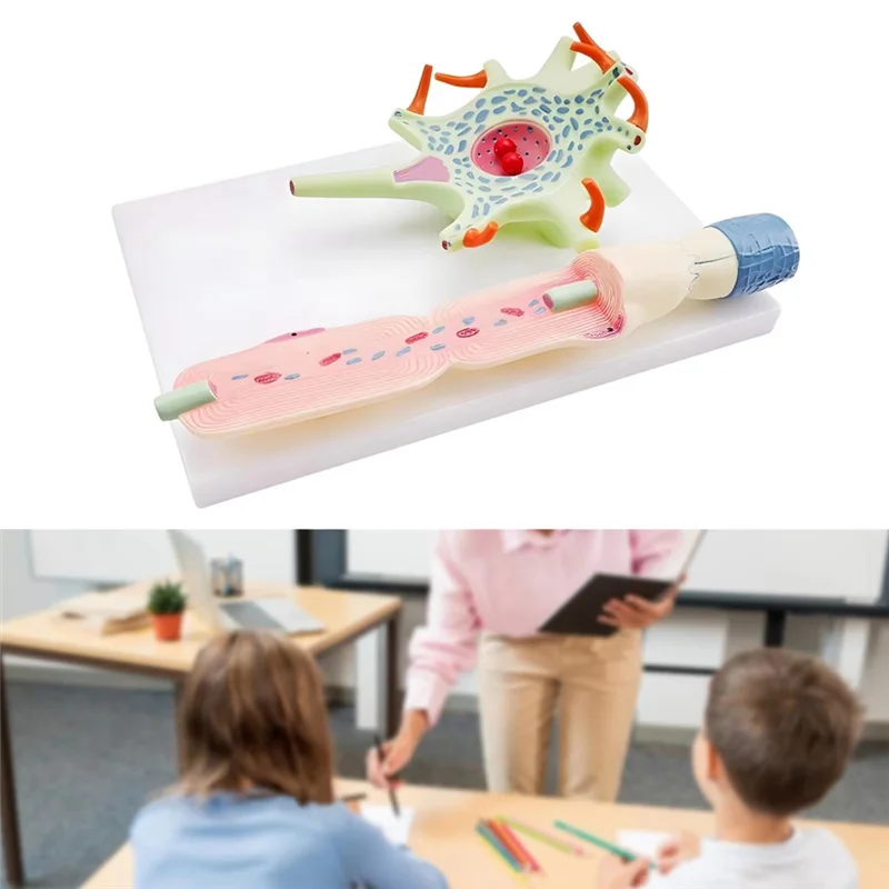 ABJO-modelo neuronal modelo de anatomia de neuron para ensino de ciências educação instrumento biomédico modelo 3309 modelo de célula de neuron