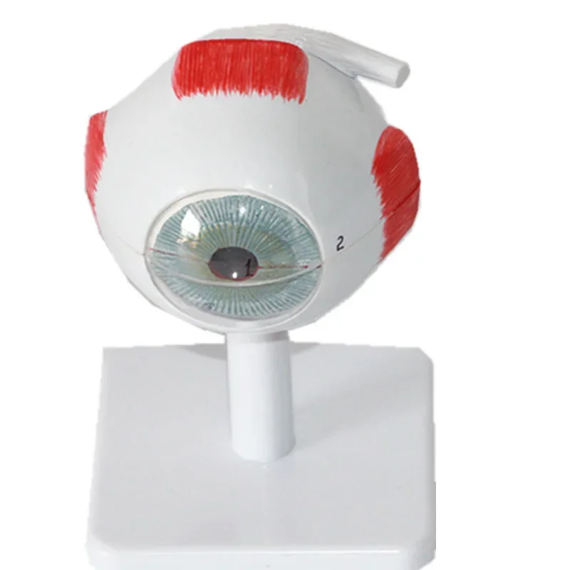 

Медицинская высококачественная модель цветного черепа человека с анатомической моделью черепа шейного отдела позвоночника