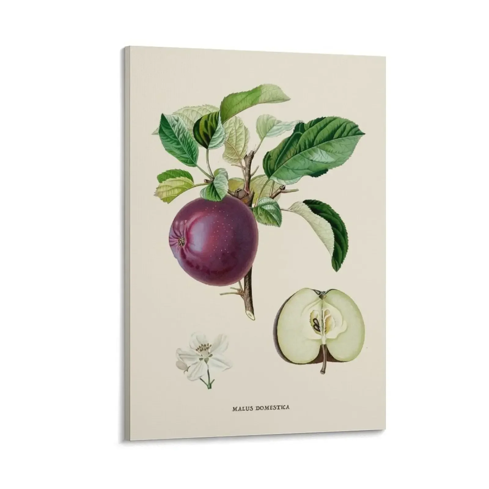 

Apple Antique Botanical Illustration Canvas Painting bedrooms decor wall decoration painting wallpapers home decor