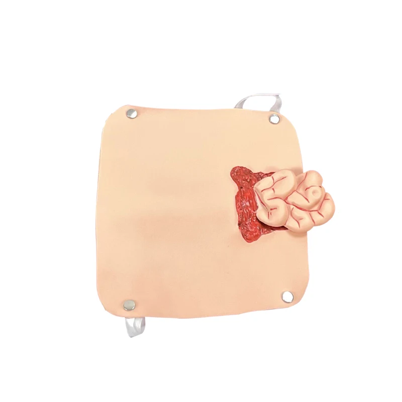 Abdominal small intestine protrusion trauma module Bound intestinal exposure simulation training module