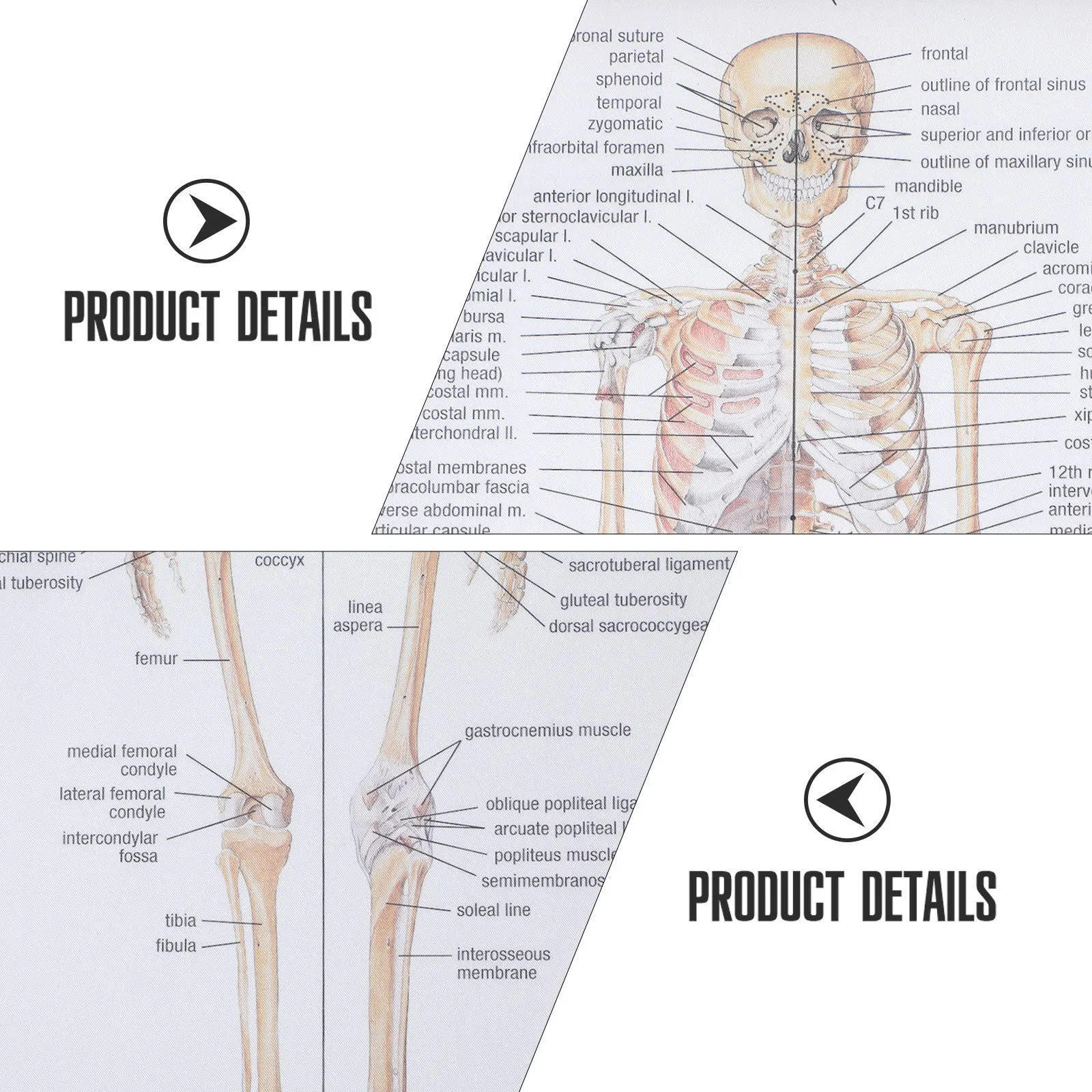 

1Pcs Human Skeletal Muscle Anatomy Poster Teaching Picture for School Laboratory Educational Science Human Dissection Poster