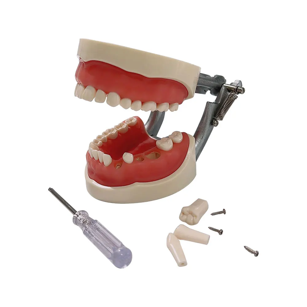 Dentystyczny Model zębów dentystyczny Model studencki do szkolenia w zakresie praktyki dydaktycznej w standardzie 32 zęby Typodont dentystyczny