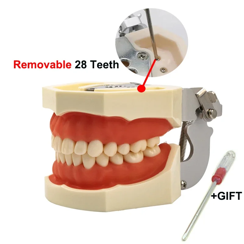 

Dental Typodont Model with Removable Teeth for Student Training Implant Practice Standard Gum Jaw 200H Demonstration Kit