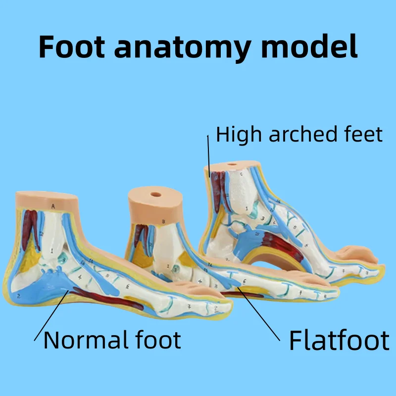 

Normal, Flat, Arched Foot Model,Human Foot Anatomy Model Teaching Prop with Digital Signs Teaching Medicine