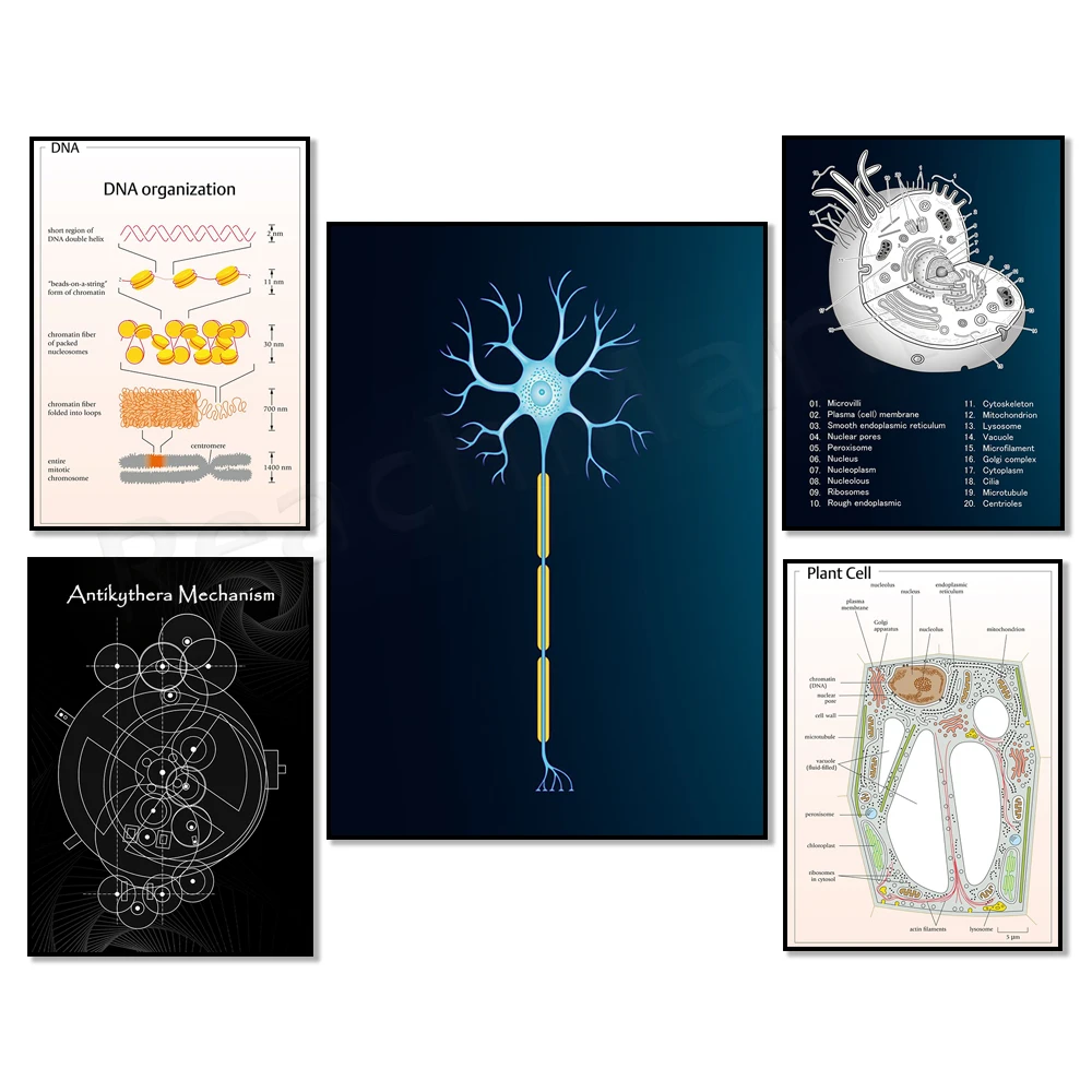 Eukaryotic cells, human eye anatomy, neuromuscular junction, DNA organization, human foot skeleton, mitochondrial gene poster