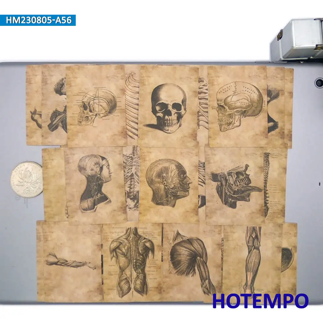 20/30/56 stuks, Anatomie schets, Skelet, Schedel, Spier, Ingewanden, Retro Perkament Stickers, voor Scrapbook, Bagage, Telefoon, Skateboard, Motorfiets, Auto, Fiets, Gitaar, Laptop Sticker