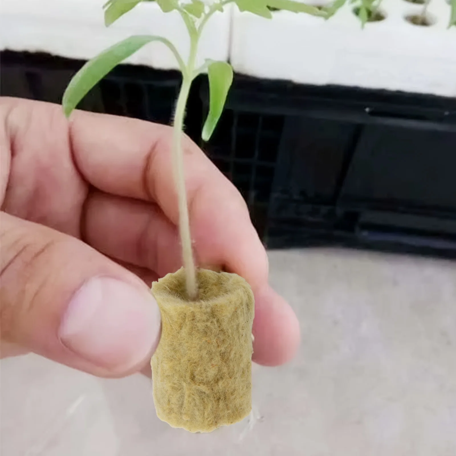 Rock Wool for For soilless Growing Systems Enhances Root Health and Growth Environment Comes in Packs of 50 or 100