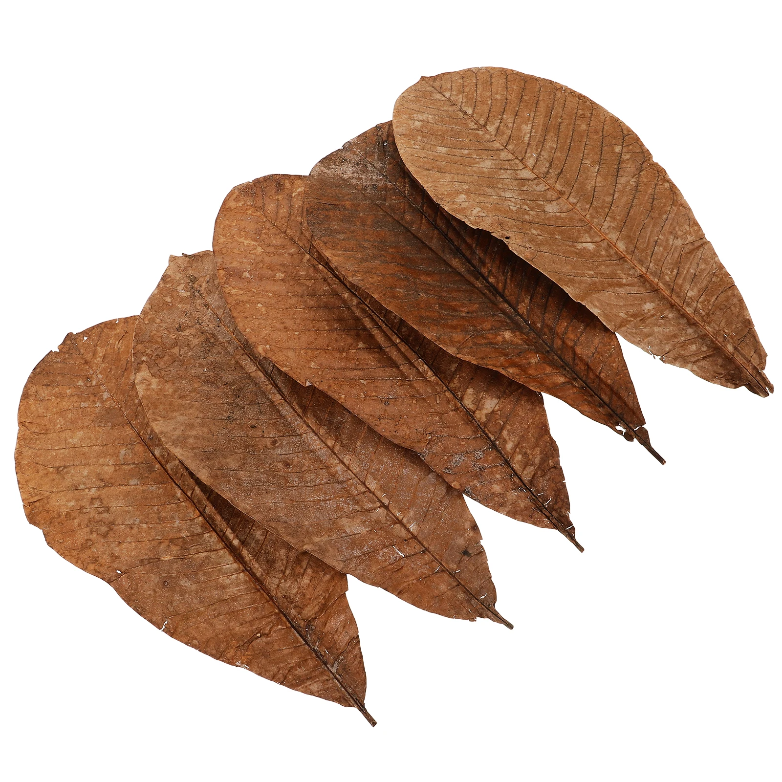 

20 Pcs Styling Paper Seaweed Sashimi Leaf Natural Dried Leaf Ornament Decors Arrangement Japanese Food Decorations Dried Leaves