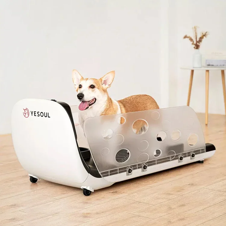 

Dog treadmill
