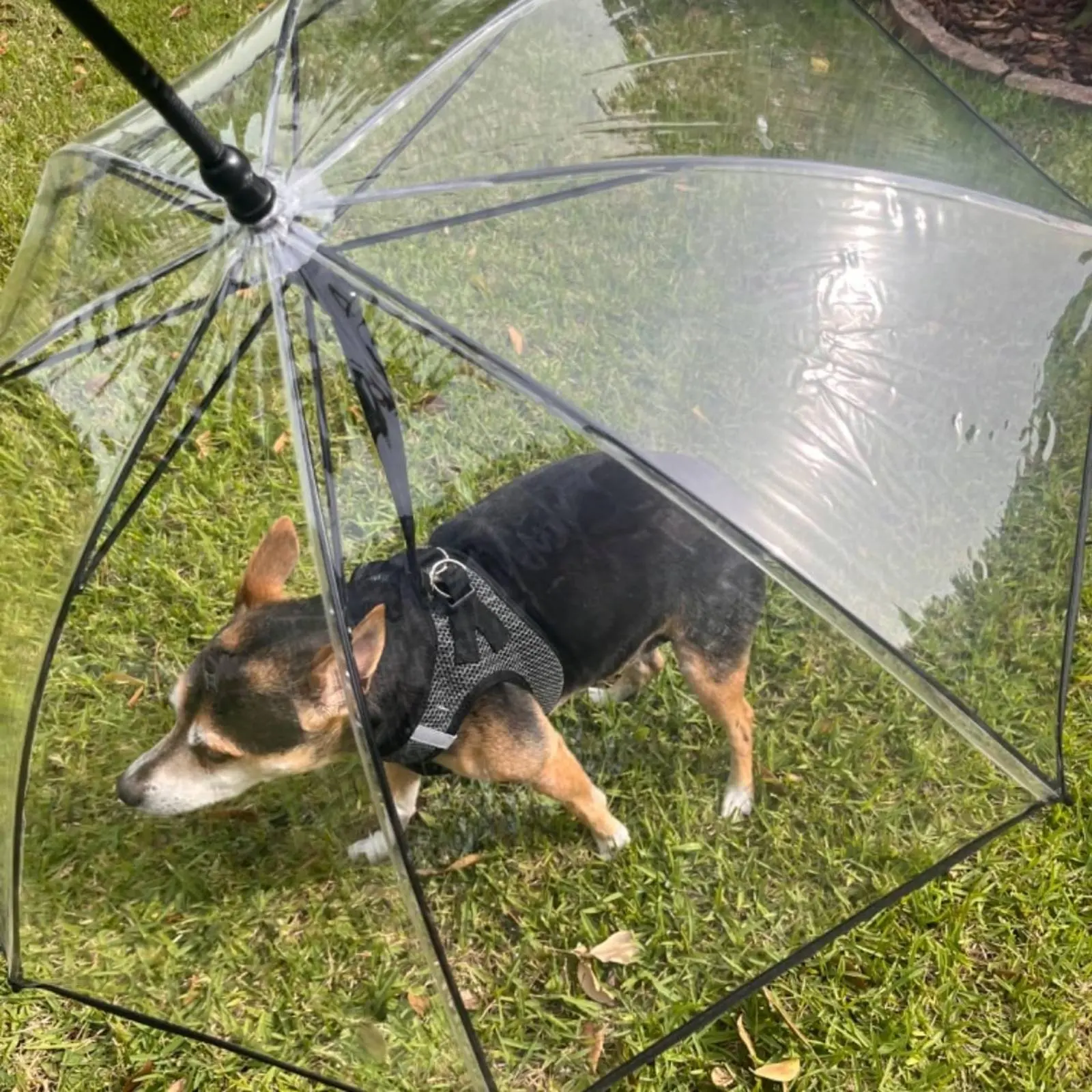 

Dog Umbrella Leash Rainproof Transparent Dog Umbrella Portable Sturdy for Cats, Outdoor
