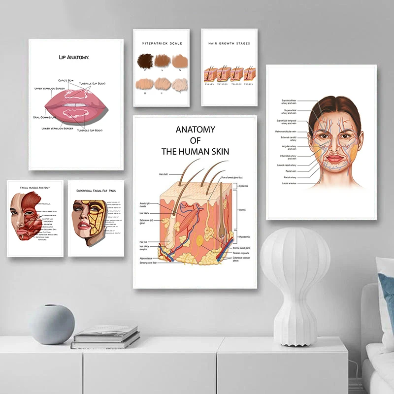 Face Anatomy Poster Facial Muscles and Veins Skin Lip Beauty Plastic Massage Medical Educational Canvas Poster Print Wall Decor