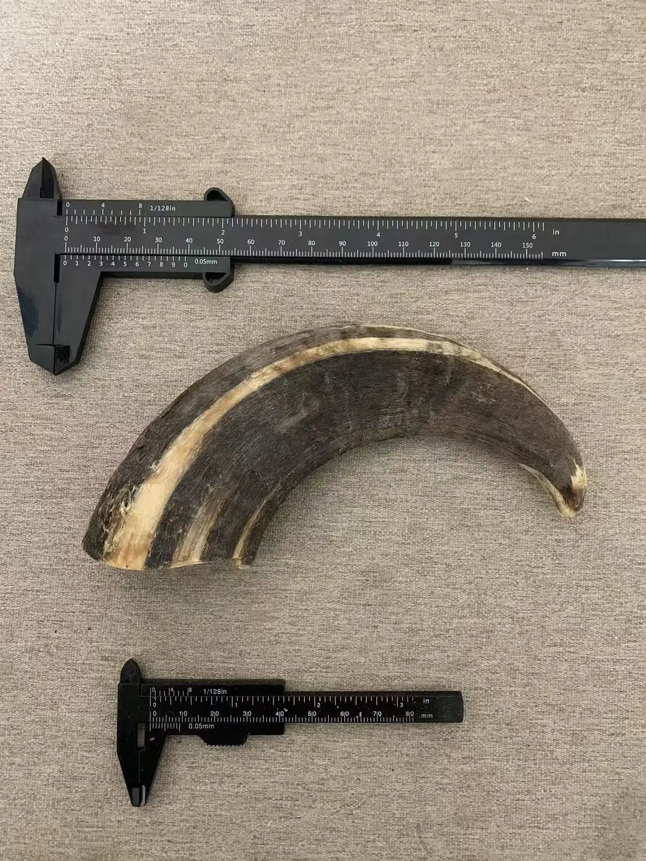 Natural Capricorn Horn Material, Sram's Horn Material, Authentic Qinghai Screw Sheep