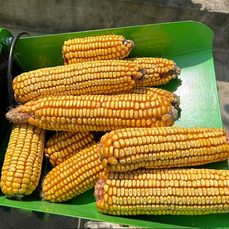 220V Electric Corn Sheller Machine Automatic Maize Thresher With Reinforced Design For Home Use Efficient Shelling Separation