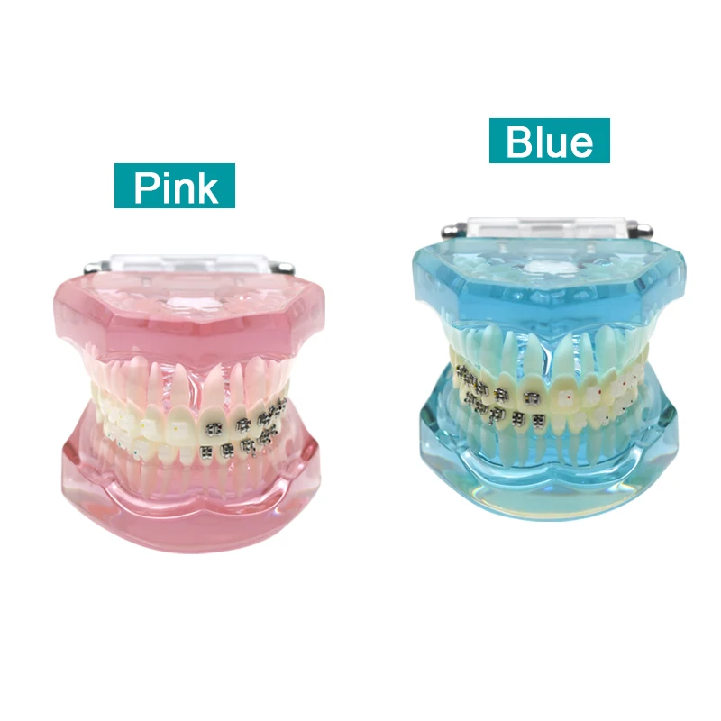 Dental Orthodontic Teeth Study Model with Metal Ceramic Bracket Braces Teaching Training Practice Demonstration Tools