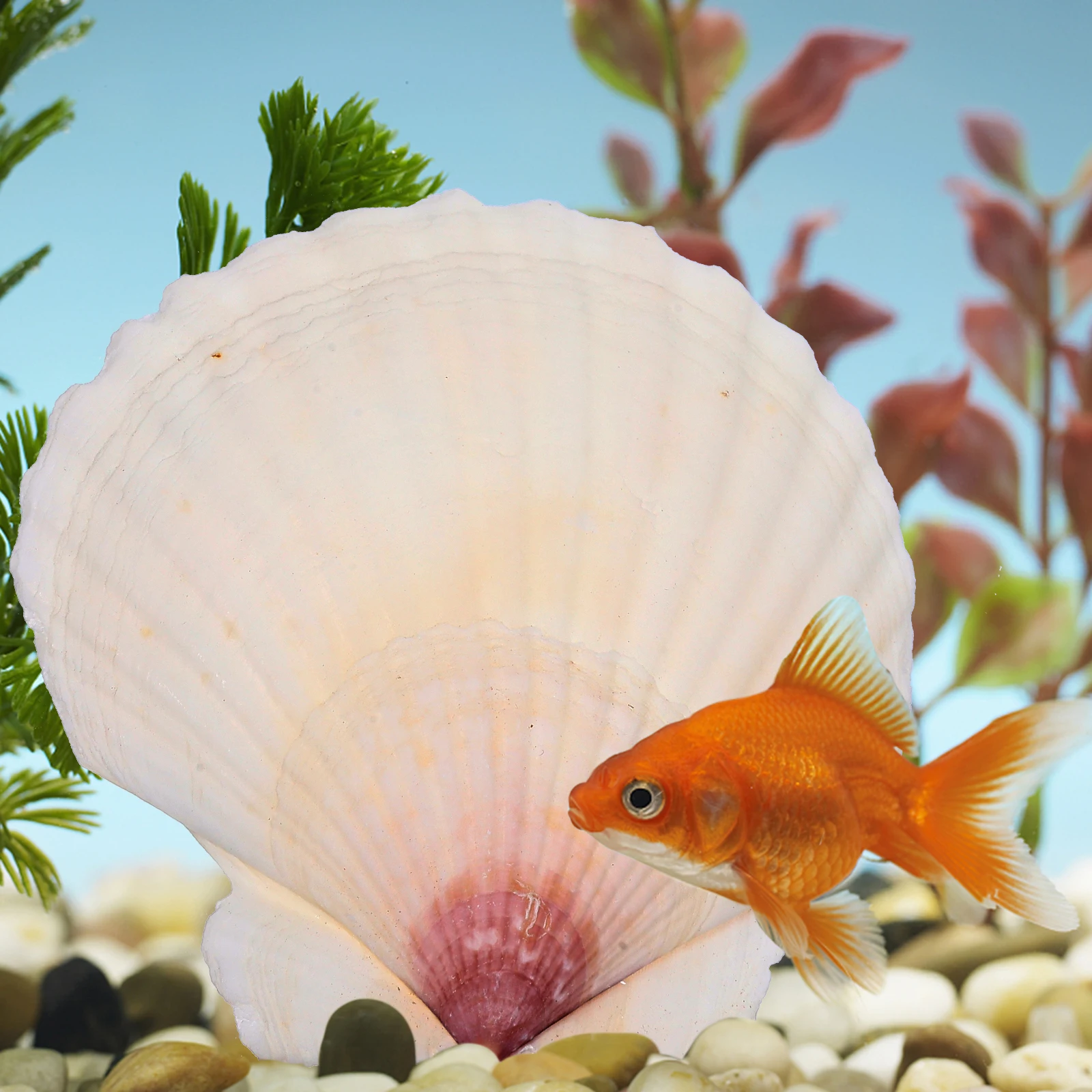 10pcs Scallop Shells Natural DIY Decoration Kit Home Aquarium Wedding Shell Embellishment Craft Seashell Embellishment