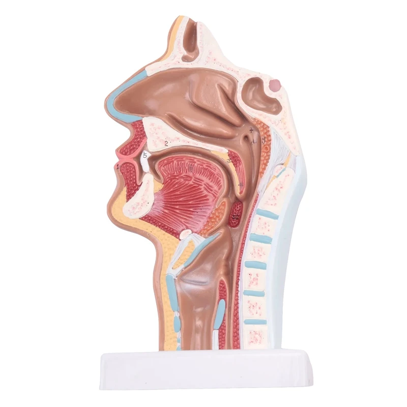 Human Anatomical Nasal Cavity Throat Anatomy Model For Science Classroom Study Display Teaching Model