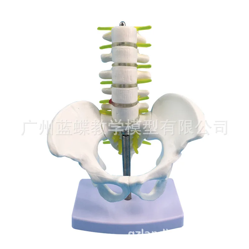 

Human Miniature Pelvic Girdle Five Lumbar Vertebrae Vertebrae Coccyx Intervertebral Disc Neuropelvis Anatomy Model Skeleton