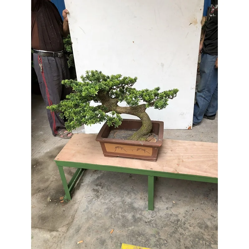 40cm Mini Indoor Green Pine Tree High Quality Artificial Bonsai Plant for Sale