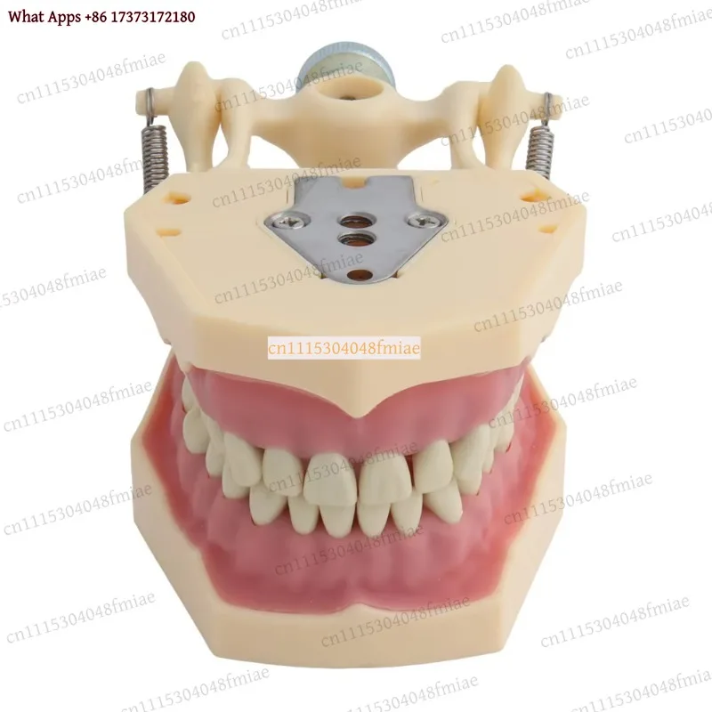k3 Dental Replacement Teeth for Frasaco AG3 Typodont, Screw-in Practice Teeth for Filling & Restoration (10 Pcs)