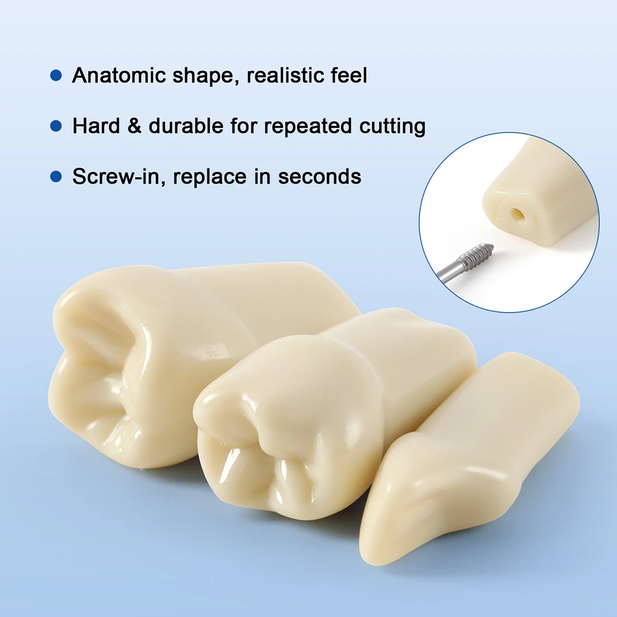 32-teiliges AZDENT Dental-Typodont-Modell 1:1 Ersatzzähne & Schrauben für Kavitätenfüllung, Vorbereitung, Praxis, Training, Lehre, markiert – Detail 9