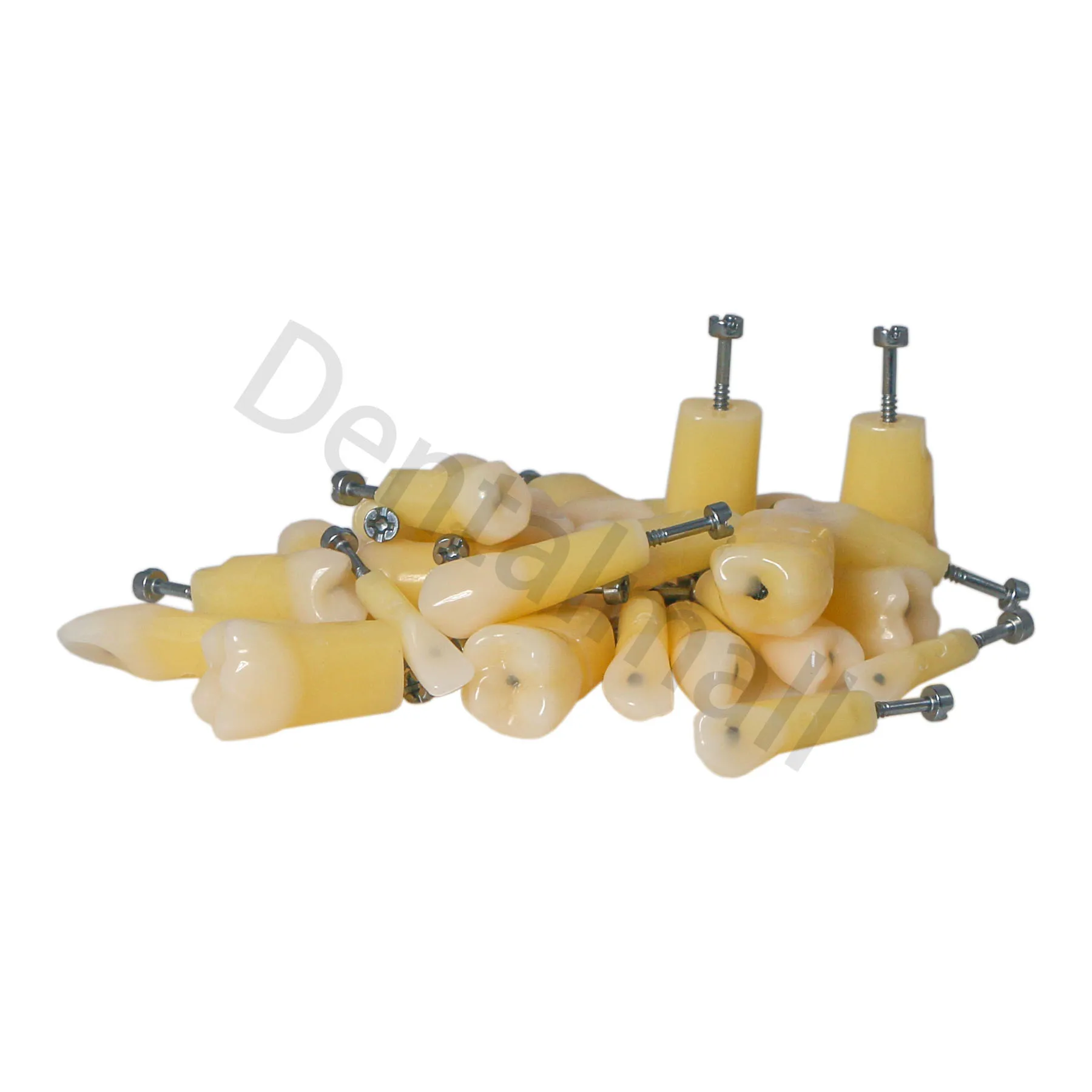 Dental Teeth Model Caries Spots Molar Vitro Teeth Decay Caries Dentist Tooth Student School 3PCS M8024-1