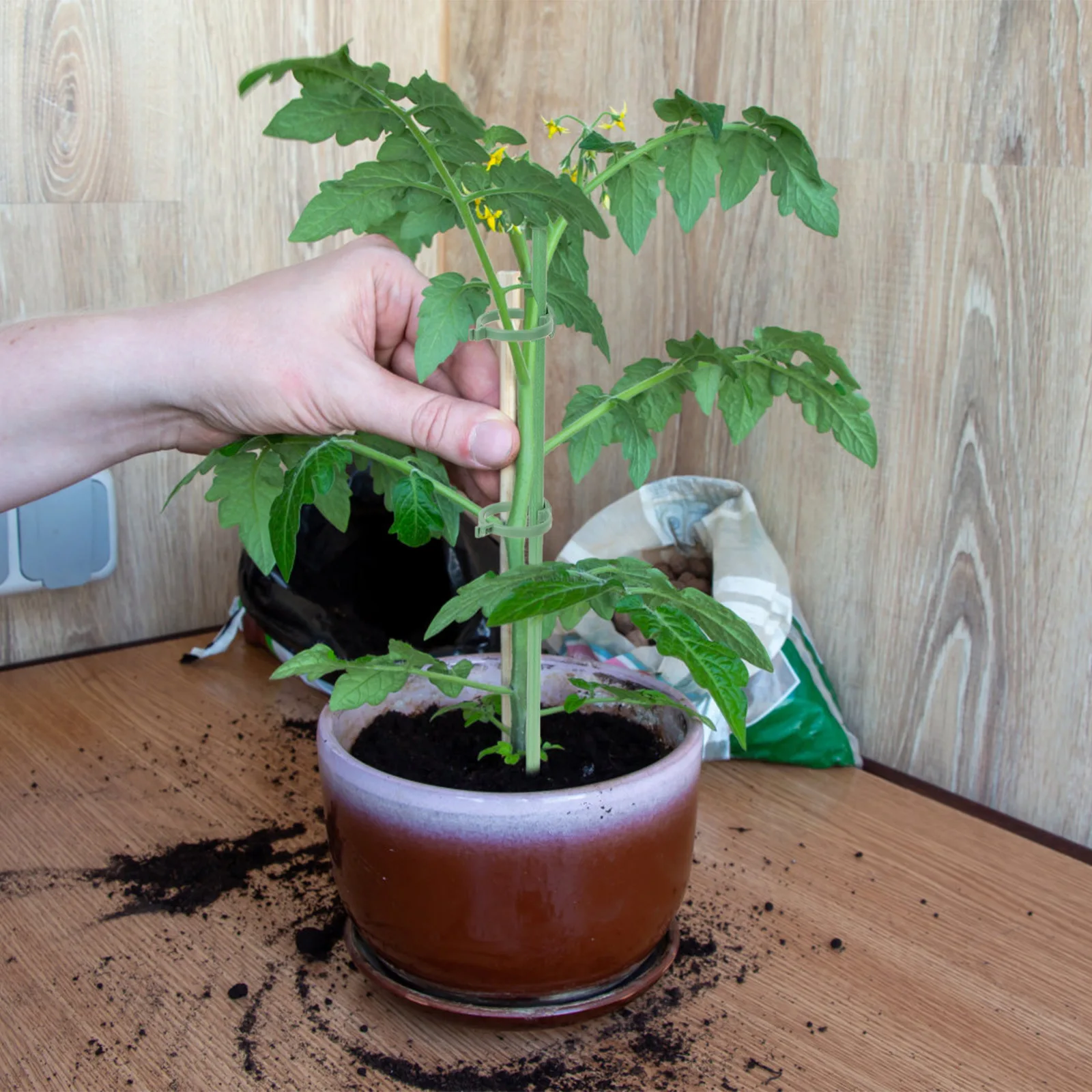 50pcs Lightweight Tall Plant St Indoor Reusable Plastic Flower Rack Plant Frame Climbing Frame chid St