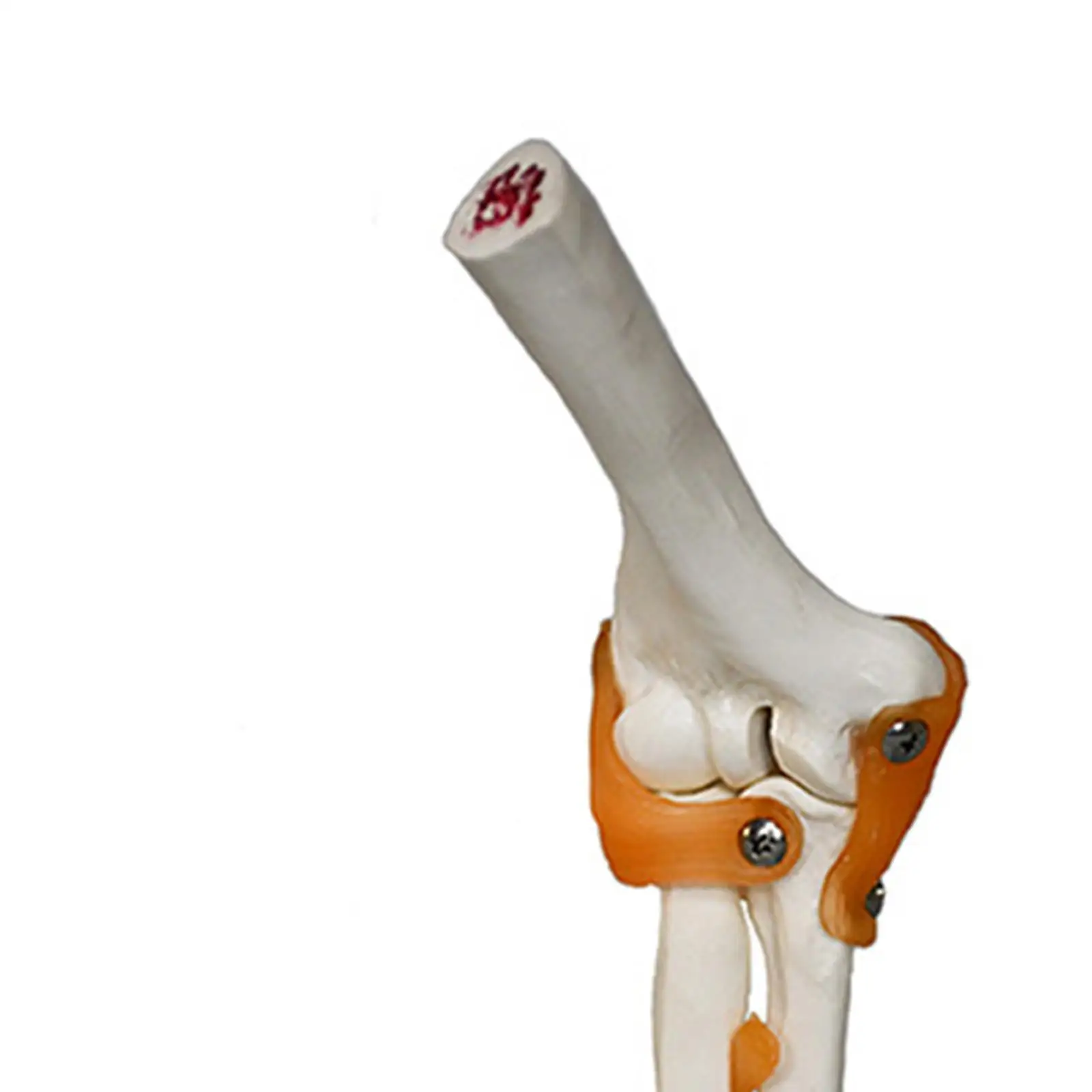 Модель локтевого сустава человека, медицинский легкий обучающий инструмент, образовательный прочный с связками, реалистичный для демонстрации исследований, науки