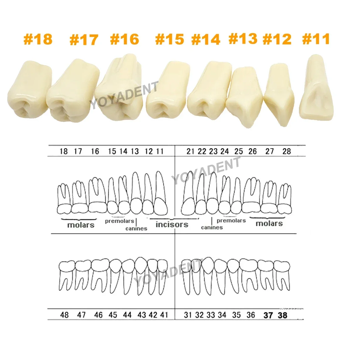 Dental Teeth Model Full teeth 32Pcs Replacement Tooth Particles Fit Frasaco A3  Dentistry Preparation Training Teach