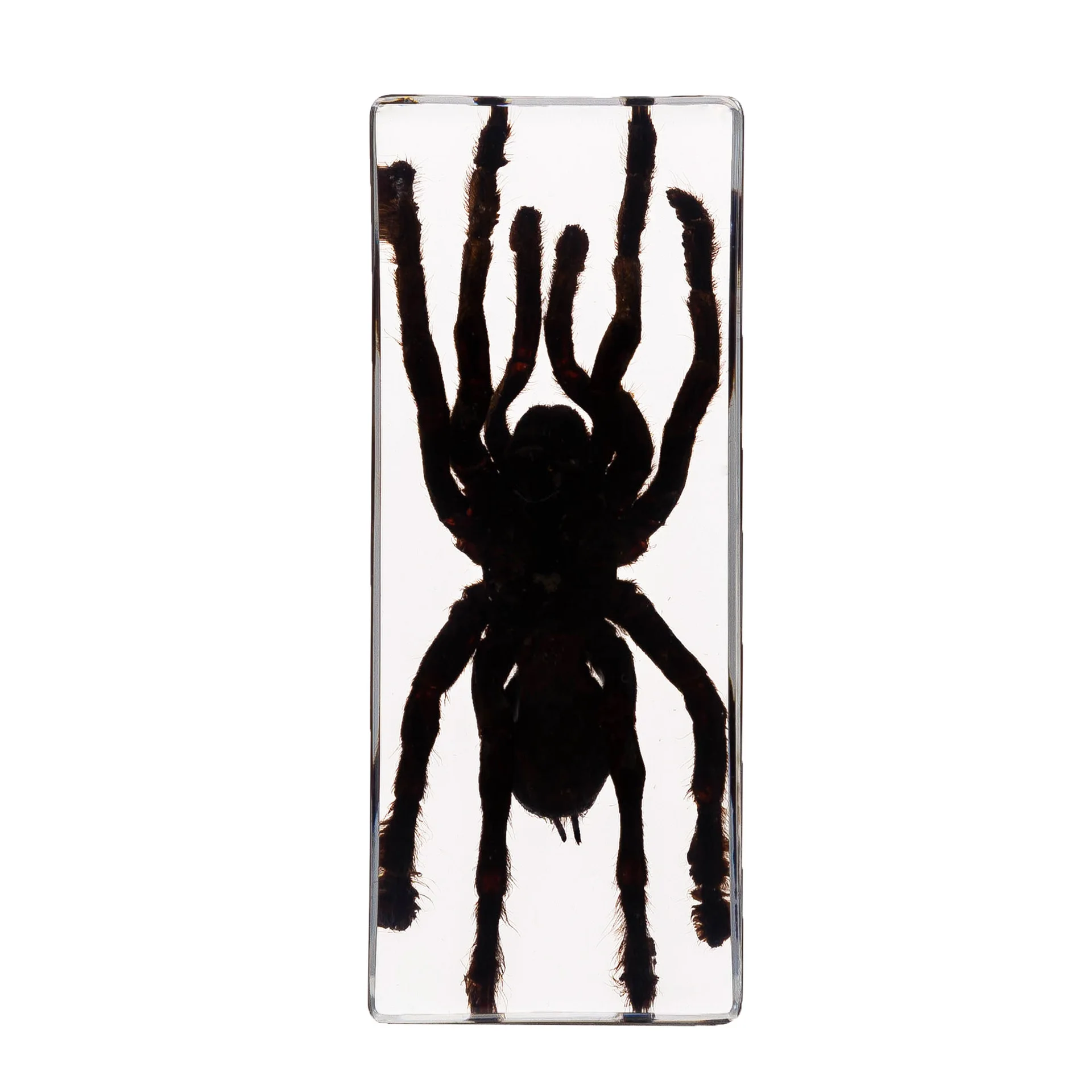 Collection of various spiders, insect specimens: nature's tiny masterpieces