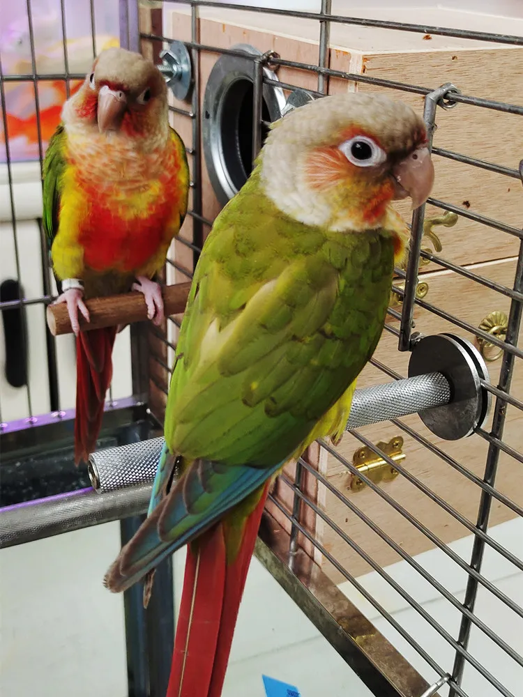 

Parrot Station Rack Reticulated Bird Station Rod Food Cup Rack Parrot Supplies Anti-skid Station Rod Customized