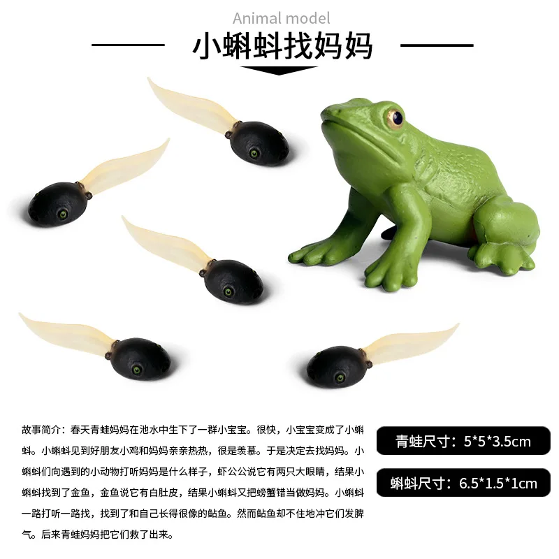 Montessori cognitive teaching aid tadpoles mothers children simulation solid frog tadpoles growth cycle model ornaments