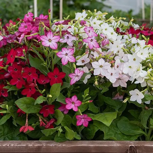 

Гравировка 25,4x14 см Черная Вдова Пауки Сердце Автомобильная Светоотражающая Наклейка Авто Кузов Окно Мотоцикл Ноутбук Виниловая Пленка Наклейка Автомобиль