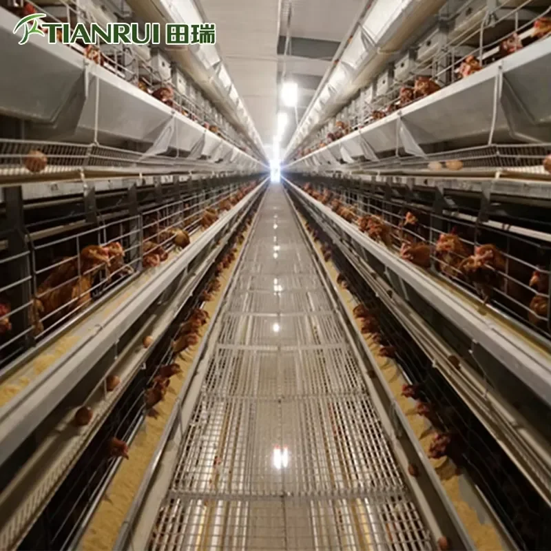 New Hot Selling Chicken House with Automatic Equipment Galvanized Steel H Type for Poultry Farming