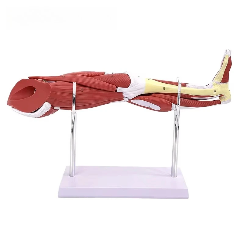 Lower Leg Muscle Anatomy Model Medical Teaching Tool Detachable Muscles for School