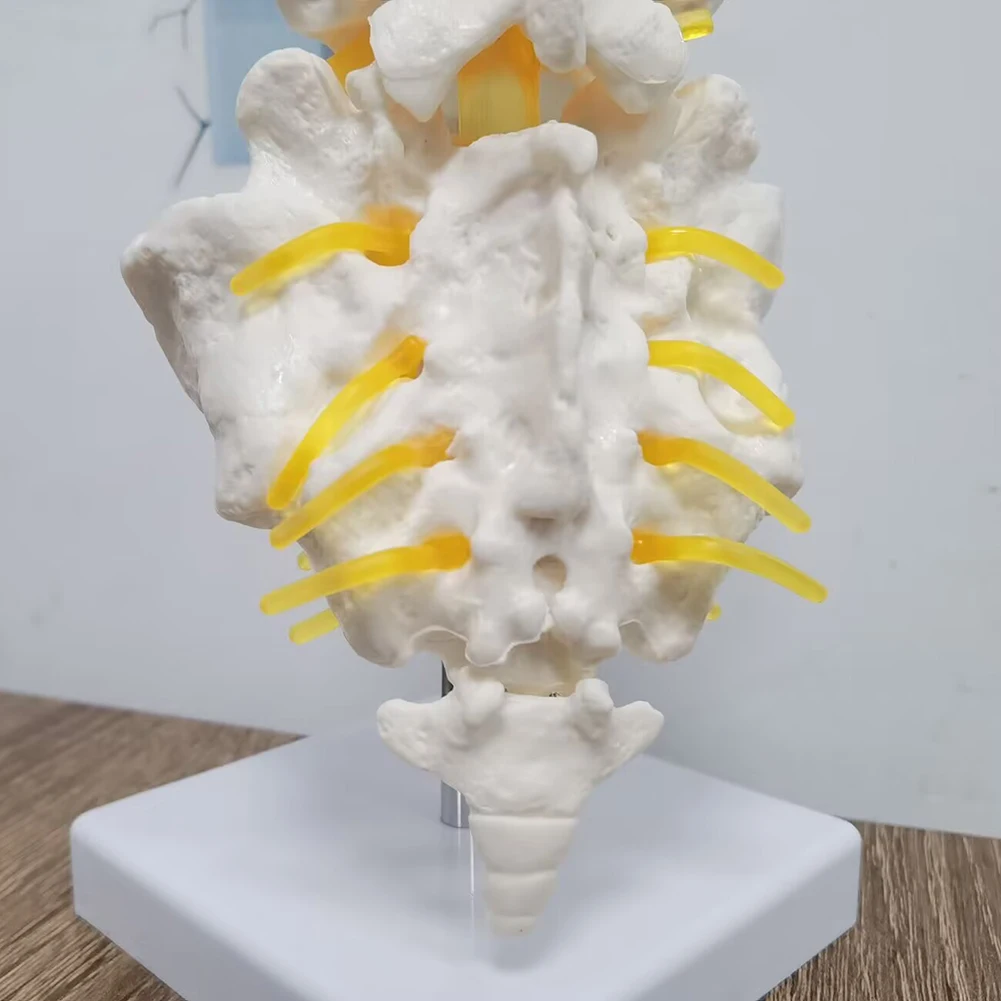 Teaching equipment model 5-segment lumbar spine with sacral accessory nerve Orthopedic teaching display teaching aids