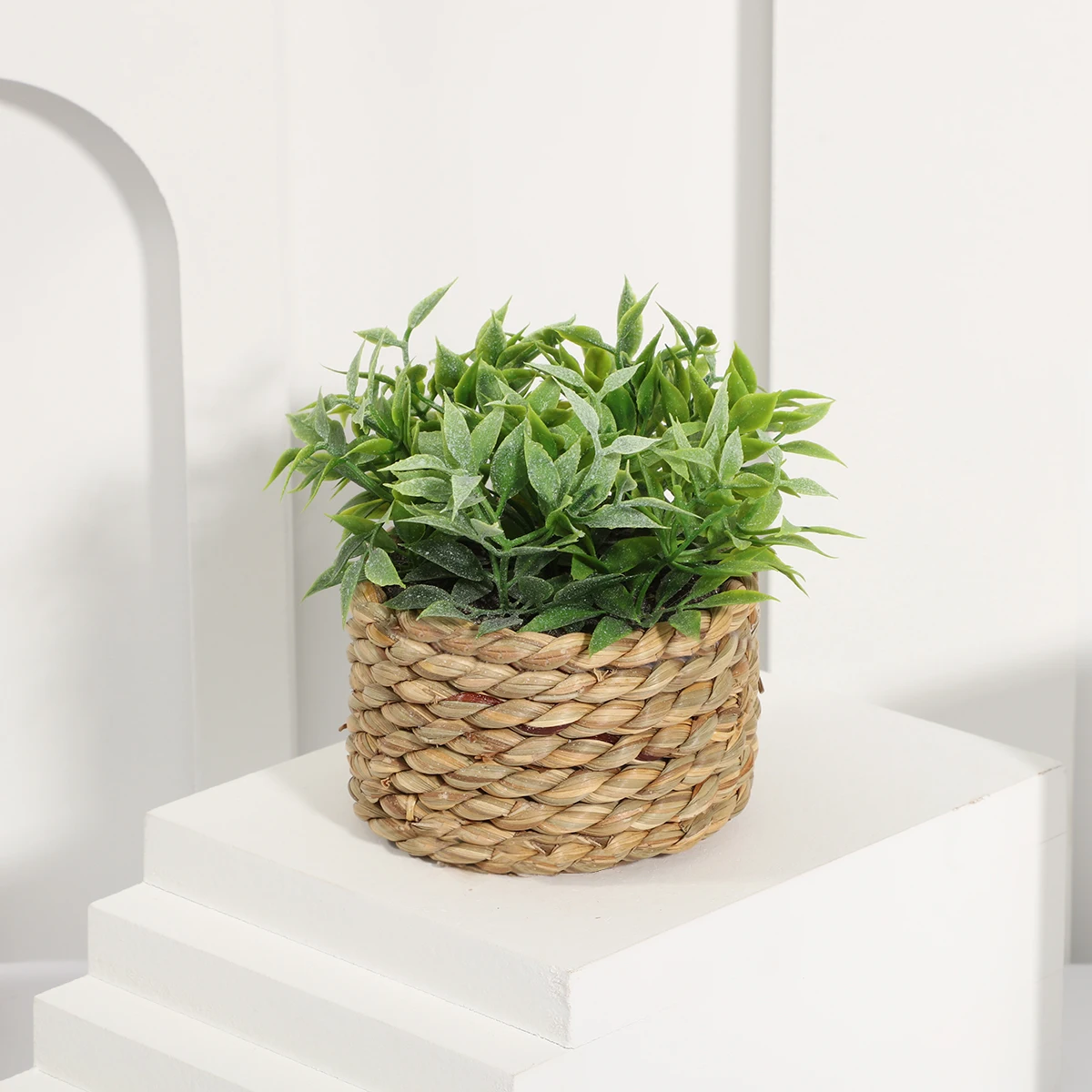 Plant 01