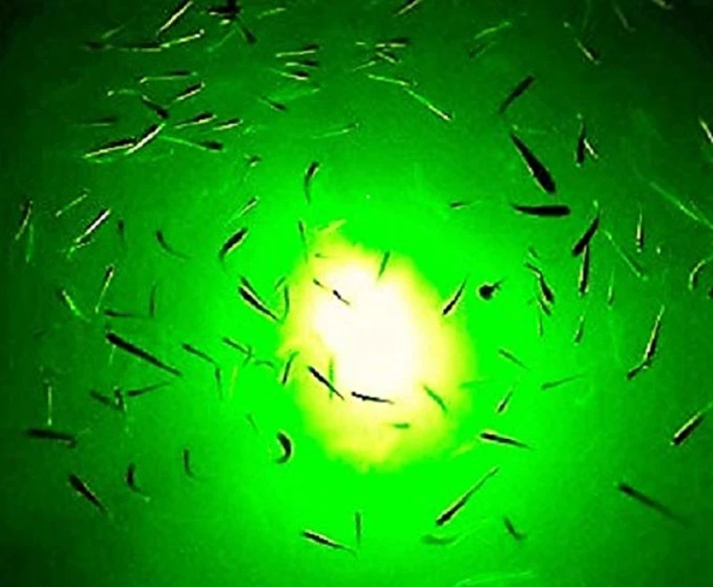 

Hot sell LED Fishing Light 50m Underwater Attracting Catch Fish Offshore Fishing Lamp Pelagic Fishery Long Range Deep Sea