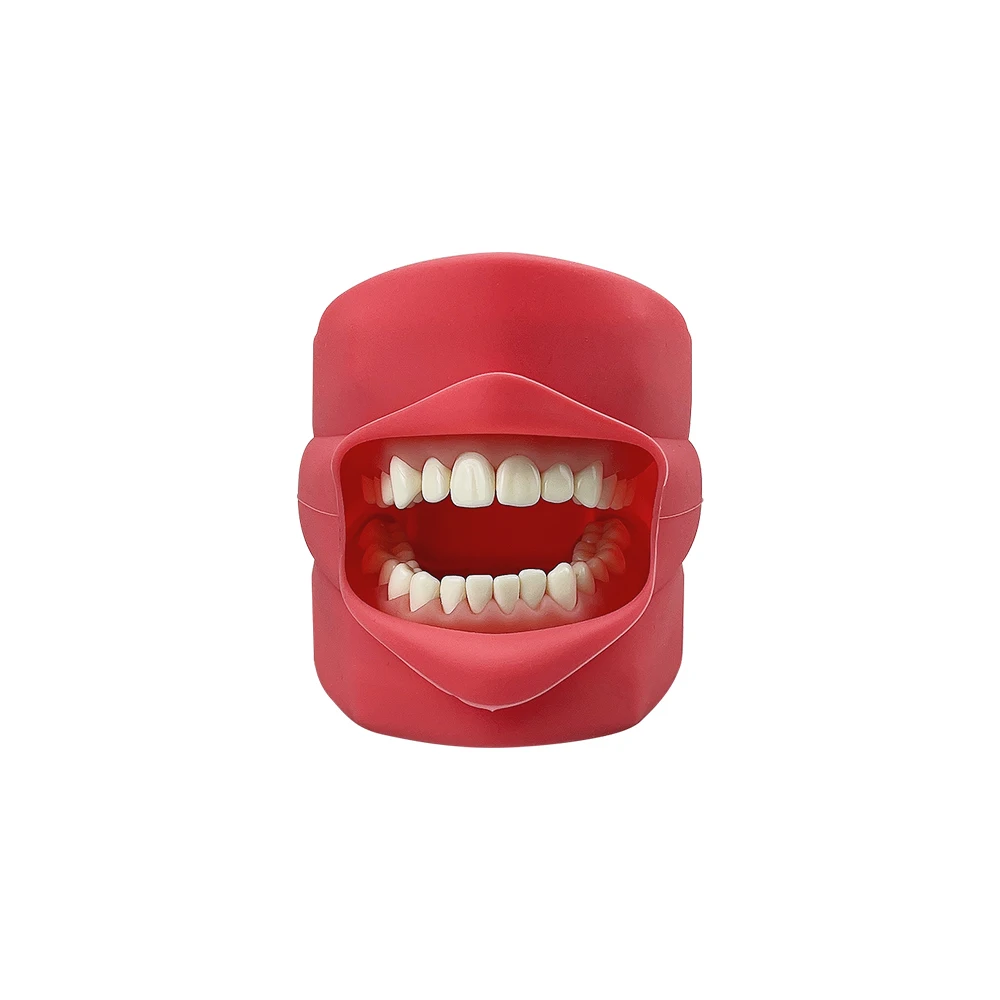 Dental Teeth Model Practice Jaw Typodont Head Model Training Simulation Phantom Practice Silicone Mask Holder Decor Study Teach