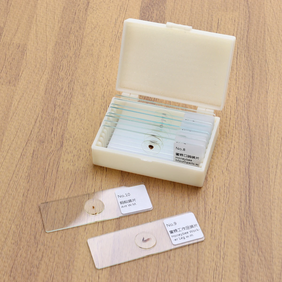 Kit de estudio de microscopio para muestras de vidrio, portaobjetos preparados en biología, para estudiantes y niños, herramienta educativa de aprendizaje de ciencias, 10 Uds.